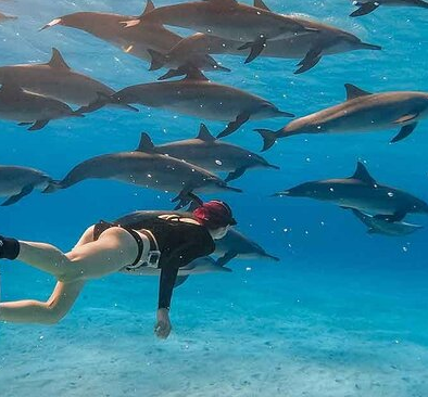 Dolphin House - Swimming with Dolphins