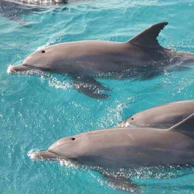 Dolphin House - Swimming with Dolphins