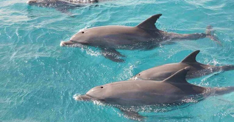 Dolphin House - Swimming with Dolphins