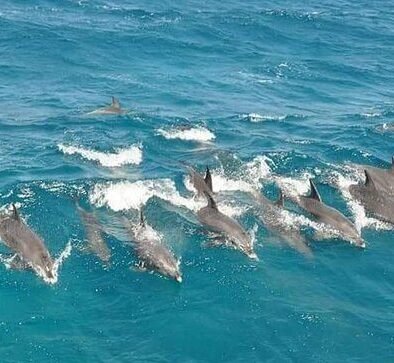 Dolphin House - Swimming with Dolphins